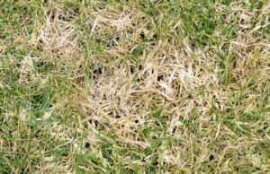 Autoridades emitem alerta urgente enquanto criatura perigosa se espalha pela região dos EUA: ‘Ameaça sem precedentes’ Yahoo news home