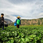 BRI MSME Business Index Trimestre III-2025: A expansão continua, o otimismo dos atores empresariais aumenta