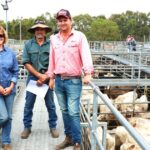 Bezerros novilhos superam os preços pagos na venda combinada de agentes desmamados no Sudoeste