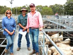 Bezerros novilhos superam os preços pagos na venda combinada de agentes desmamados no Sudoeste Bezerros novilhos superam os preços pagos na venda combinada de agentes desmamados no Sudoeste