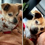 17-year-old dog adopted
