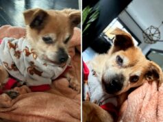 Cachorro, 17 anos, encontra uma família amorosa para o resto de seus dias – ‘Um milagre de Natal’ 17-year-old dog adopted