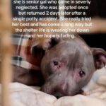 Senior dog inside animal shelter