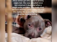 Cachorro sênior adotado e devolvido ao abrigo 2 dias depois por motivo chocante Senior dog inside animal shelter