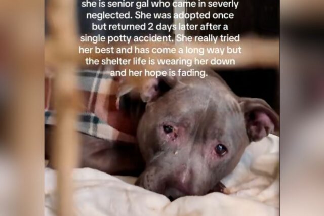 Cachorro sênior adotado e devolvido ao abrigo 2 dias depois Senior dog inside animal shelter