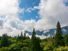 Câmeras de trilha capturam imagens impressionantes de criaturas esquivas: ‘Bom para a Terra’ Yahoo news home