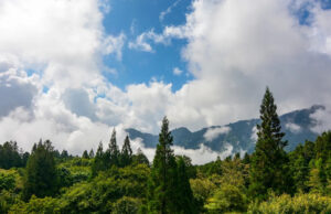 Câmeras de trilha capturam imagens impressionantes de criaturas esquivas: ‘Bom para a Terra’ Yahoo news home
