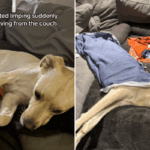 Cão de resgate começa a mancar, o dono não consegue lidar com a situação depois de descobrir o motivo