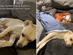Cão de resgate começa a mancar, o dono não consegue lidar com a situação depois de descobrir o motivo Cão de resgate começa a mancar, o dono não consegue lidar com a situação depois de descobrir o motivo