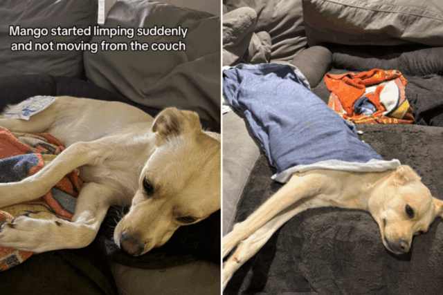 Cão de resgate começa a mancar, o dono não consegue lidar com a situação depois de descobrir o motivo
