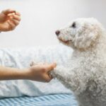 Cão de resgate encontra novo lar a tempo do Natal, sua história derrete corações