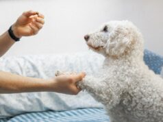 Cão de resgate encontra novo lar a tempo do Natal, sua história derrete corações Cão de resgate encontra novo lar a tempo do Natal, sua história derrete corações