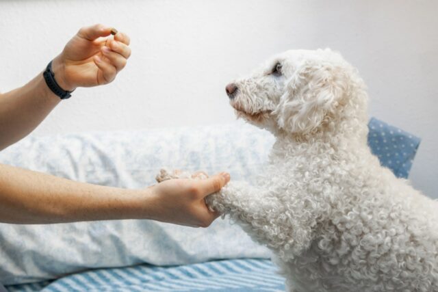 Cão de resgate encontra novo lar a tempo do Natal, Cão de resgate encontra novo lar a tempo do Natal, sua história derrete corações