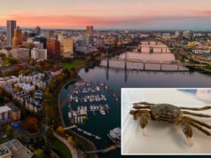 Caranguejo-luva chinês invasor que pode danificar os controles de enchentes avistados em Oregon – provocando medo nos cientistas Vista panorâmica aérea do centro de Portland, Oregon, ao pôr do sol, com o rio Willamette, pontes e o horizonte da cidade.