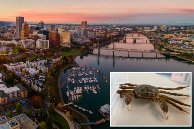Caranguejo-luva chinês invasor que pode danificar os controles de enchentes Vista panorâmica aérea do centro de Portland, Oregon, ao pôr do sol, com o rio Willamette, pontes e o horizonte da cidade.