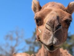 Casal agitando a produção de leite usando camelos anteriormente selvagens perto de Toodyay Casal agitando a produção de leite usando camelos anteriormente selvagens perto de Toodyay