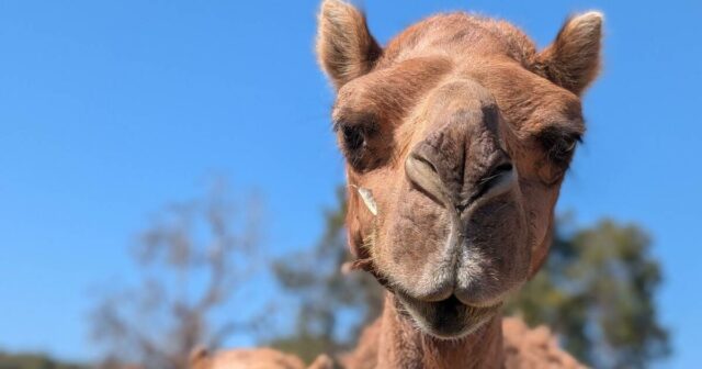 Casal agitando a produção de leite usando camelos anteriormente selvagens perto de Toodyay

