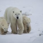 Ícone de conversão de texto em fala