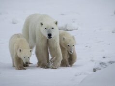 Caso raro de filhote de urso polar sendo adotado perto de Churchill, verificado por cientistas Ícone de conversão de texto em fala