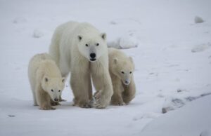 Caso raro de filhote de urso polar sendo adotado perto de Churchill, verificado por cientistas Ícone de conversão de texto em fala
