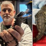 Choque de crocodilo! Policiais descobrem dois terrores dentuços durante apreensão de rotina em W'chester