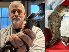 Choque de crocodilo! Policiais descobrem dois terrores dentuços durante apreensão de rotina em W’chester Choque de crocodilo! Policiais descobrem dois terrores dentuços durante apreensão de rotina em W'chester