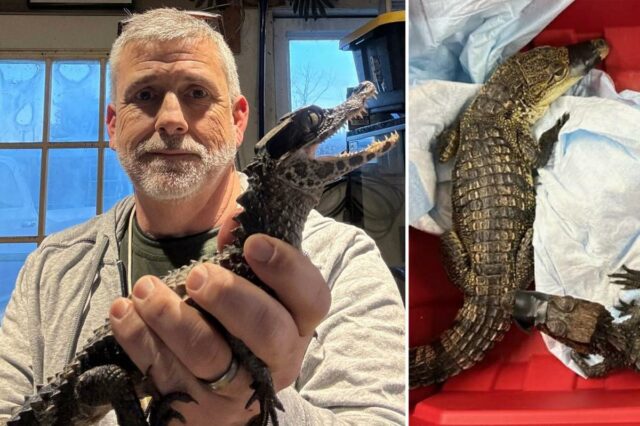 Choque de crocodilo! Policiais descobrem dois terrores dentuços durante apreensão de rotina em W'chester
