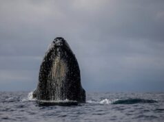 Cientista diz que entendemos o canto das baleias errado Uma foto aérea de duas baleias na água.