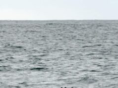 Cientistas comemoram a história pela primeira vez depois de capturar fotos de uma criatura extremamente rara na costa do México: ‘Não consigo nem descrever esse sentimento’ Yahoo news home