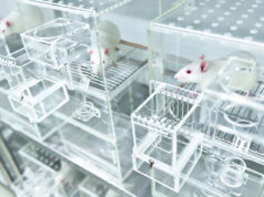 Cientistas fazem descobertas perturbadoras depois de expor ratos ao lixo doméstico comum: ‘Pense em como isso se compara aos humanos’ Yahoo news home