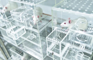 Cientistas fazem descobertas perturbadoras depois de expor ratos ao lixo doméstico comum: ‘Pense em como isso se compara aos humanos’ Yahoo news home