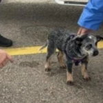 Cinco pessoas, cachorrinho resgatado de barco que afundava na costa de Queensland