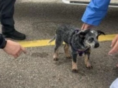 Cinco pessoas, cachorrinho resgatado de barco que afundava na costa de Queensland Cinco pessoas, cachorrinho resgatado de barco que afundava na costa de Queensland