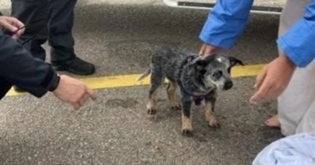 Cinco pessoas, cachorrinho resgatado de barco que afundava na costa de Queensland
