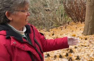 ‘Como cocô de cachorro’: o histórico jardim NS recebe uma surpresa fedorenta da árvore Ícone de conversão de texto em fala