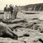 O gerente sênior de coleções de ornitologia e mamologia, Moe Flannery, segura a mandíbula de uma baleia com bico de Baird em um depósito da Academia de Ciências da Califórnia em São Francisco, Califórnia, na terça-feira, 4 de novembro de 2025. (Jane Tyska/Bay Area News Group)