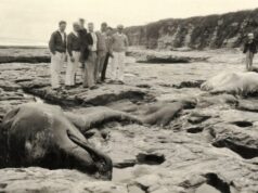 Como um “monstro marinho” local gerou um século de mitos, mistérios e descobertas científicas O gerente sênior de coleções de ornitologia e mamologia, Moe Flannery, segura a mandíbula de uma baleia com bico de Baird em um depósito da Academia de Ciências da Califórnia em São Francisco, Califórnia, na terça-feira, 4 de novembro de 2025. (Jane Tyska/Bay Area News Group)