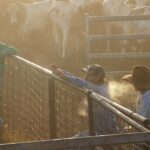 Como um novo acordo está dificultando a venda de gado em uma marca premium de carne bovina