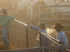 Como um novo acordo está dificultando a venda de gado em uma marca premium de carne bovina Como um novo acordo está dificultando a venda de gado em uma marca premium de carne bovina