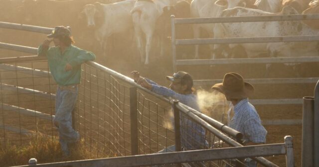 Como um novo acordo está dificultando a venda de gado em uma marca premium de carne bovina
