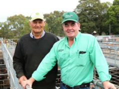 Compradores preparados para oferecer mais por bezerros desmamados de qualidade na venda de gado armazenado Compradores preparados para oferecer mais por bezerros desmamados de qualidade na venda de gado armazenado