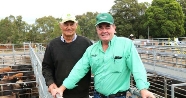 Compradores preparados para oferecer mais por bezerros desmamados de qualidade na venda de gado armazenado
