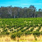 Conheça a empresa que está construindo discretamente um império alimentar australiano de US$ 1,3 bilhão