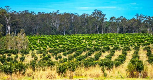 Conheça a empresa que está construindo discretamente um império alimentar australiano de US$ 1,3 bilhão
