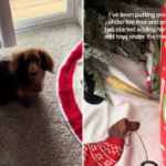 Corações derretem com o que o Dachshund coloca sob a árvore de Natal do proprietário