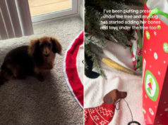 Corações derretem com o que o Dachshund coloca sob a árvore de Natal do proprietário Corações derretem com o que o Dachshund coloca sob a árvore de Natal do proprietário