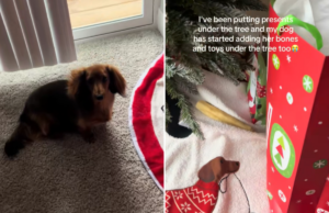 Corações derretem com o que o Dachshund coloca sob a árvore de Natal do proprietário Corações derretem com o que o Dachshund coloca sob a árvore de Natal do proprietário
