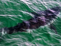 Corpo de triatleta atacado até a morte por tubarão no norte da Califórnia é recuperado As autoridades de Santa Cruz encontraram um corpo na água perto da Baía de Monterey uma semana depois que um nadador desapareceu em um suposto ataque de tubarão em uma praia próxima (Copyright 2021 The Associated Press. Todos os direitos reservados.)