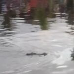 Crocodilo arrasta menino de dez anos para a morte: aldeões horrorizados descobrem fera com criança na boca