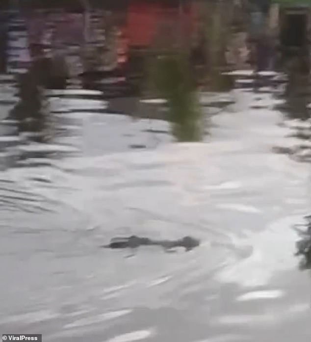 Crocodilo arrasta menino de dez anos para a morte: aldeões Crocodilo arrasta menino de dez anos para a morte: aldeões horrorizados descobrem fera com criança na boca